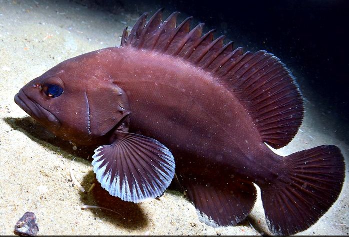 Epinephelus haifensis_004
